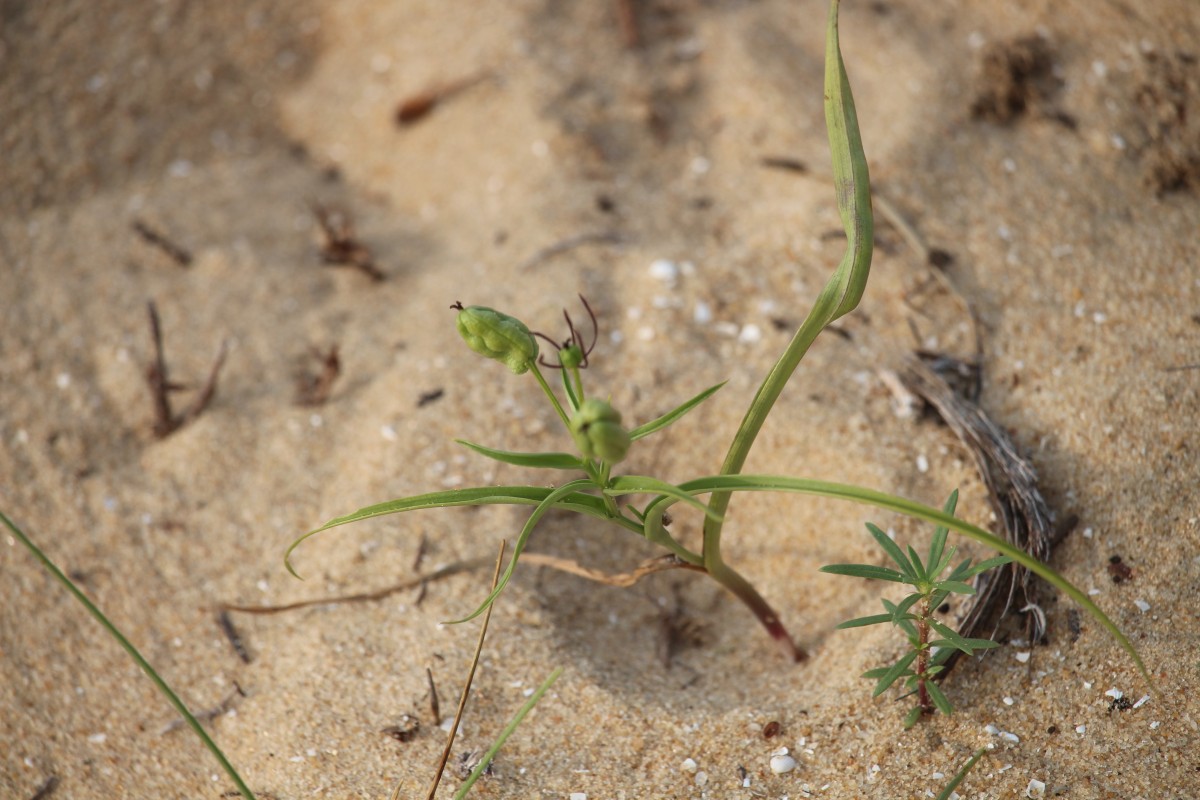 Iphigenia indica (L.) A.Gray ex Kunth